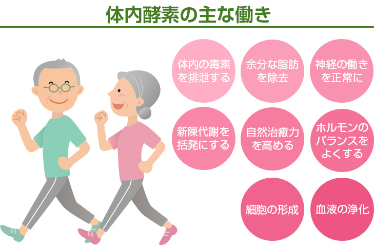 体内酵素の主な働き